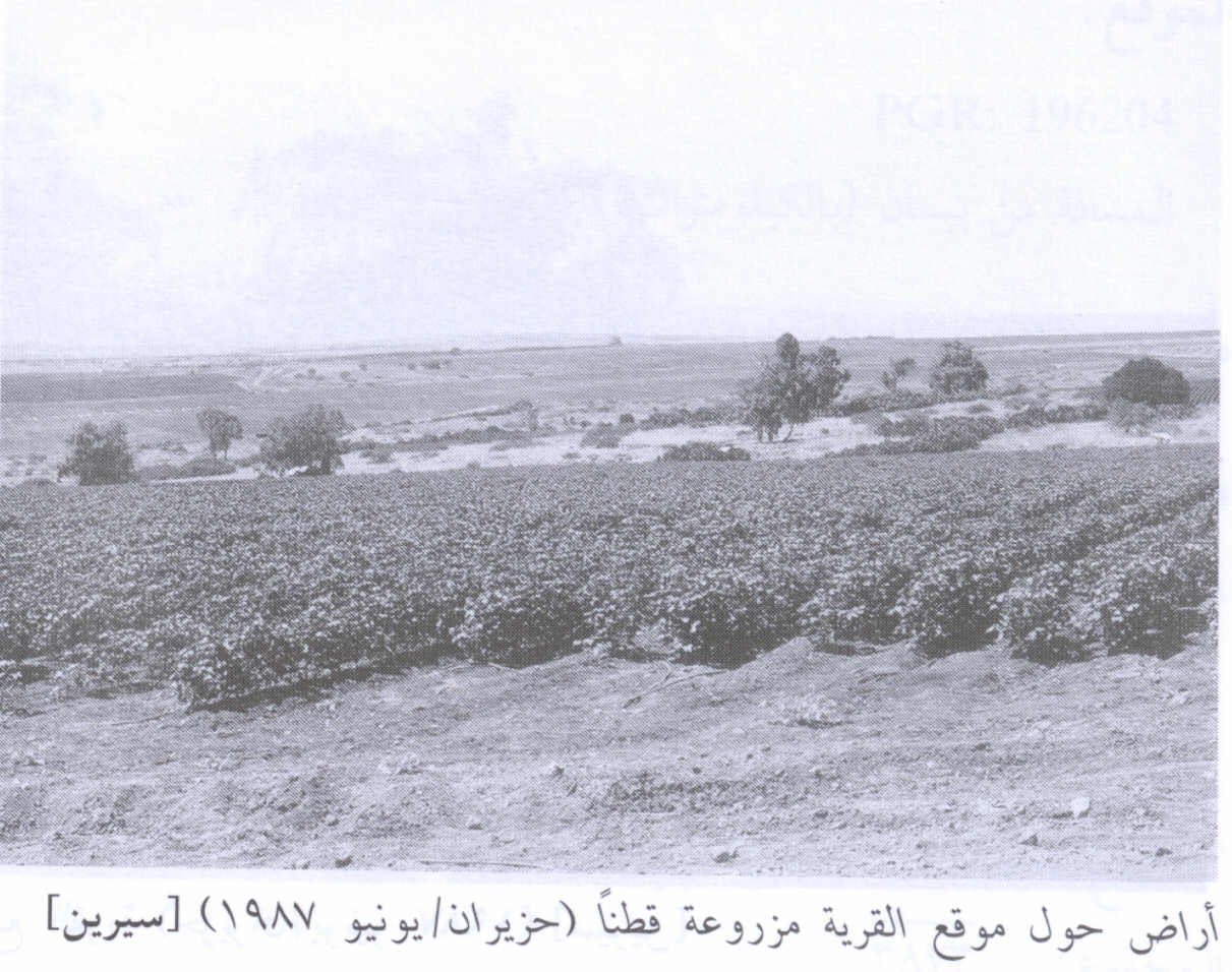 Picture for Sirin Village - Palestine: : Sirin Village Site In 1987
