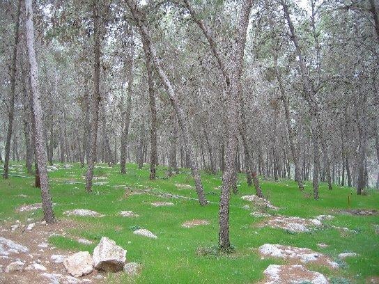 صورة لقرية الفالوجة - فلسطين: : غابة طبيعية على ارض الفالوجة So-called Mystery Forest on al-Faluja land 3