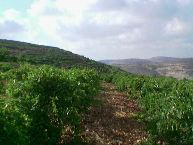 صورة لقرية بيت دقو - فلسطين: : كروم العنب