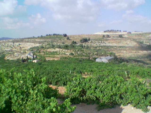 صورة لقرية بيت دقو - فلسطين: : كروم العنب