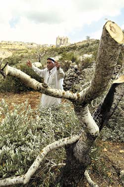 صورة لقرية مرده - فلسطين: : مزارع يصرخ بسبب اغتصاب وقلع الاشجار الزيتون من ارضه التى زرعها بعرق الجبين