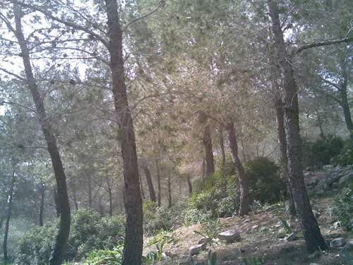 صورة لقرية رابا - فلسطين: : منظر من رابا