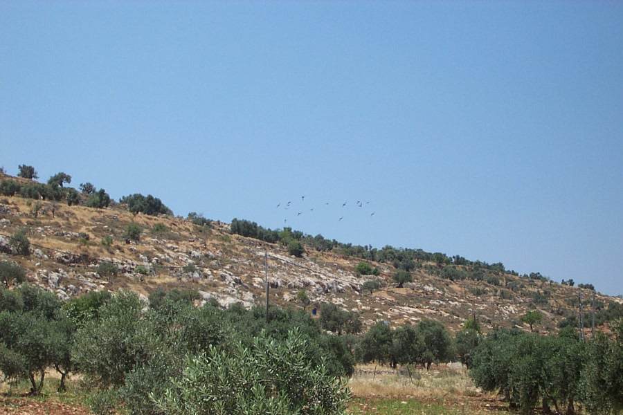 صورة لقرية رمون - فلسطين: : لـــــــــــــقــــطـــــــــــــــة عــــــــــــــــــــامــــــــــــــــــــــــــــــة # 18 #