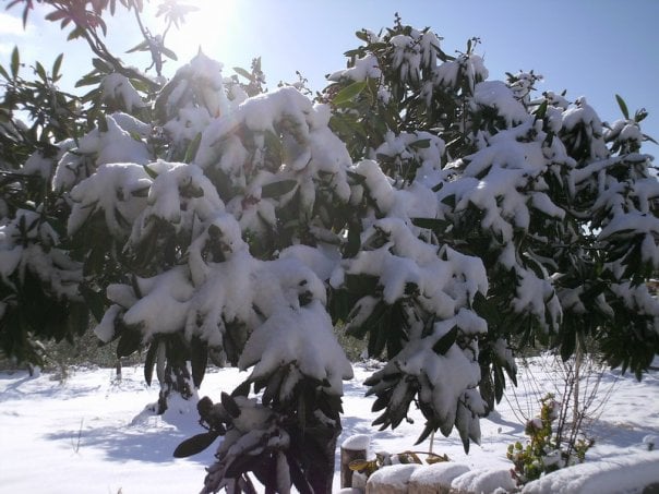 صورة لقرية رمون - فلسطين: : This pic taken this winter 31/1/2008
