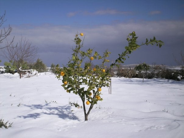 صورة لقرية رمون - فلسطين: : Snow