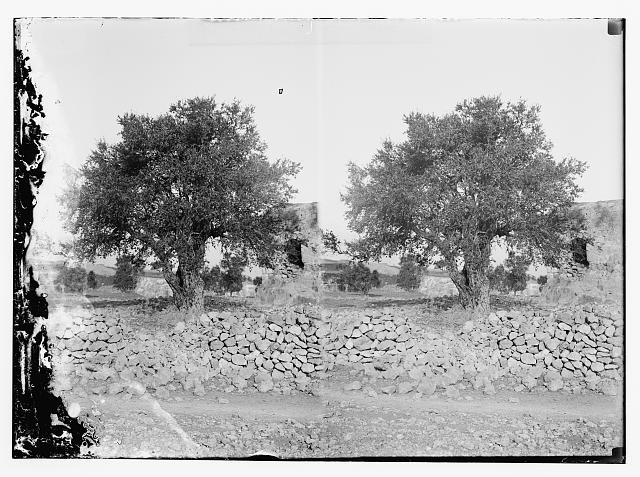 صورة لقرية رمون - فلسطين: : منظر من رمون 1898 م من صور المصور الانكليزي اريك .