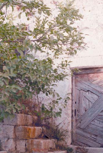 صورة لقرية رنتيس - فلسطين: : رنتـــــيـــــــــس القـــــديـمـــــــــــــة #10