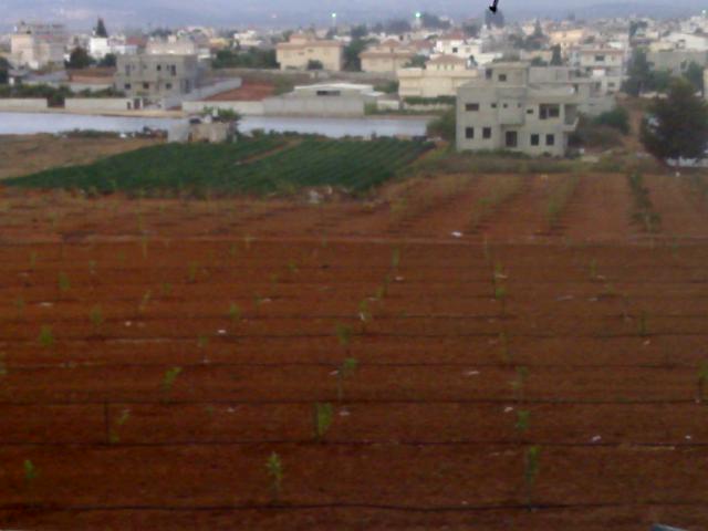 صورة لقرية طيرة بني صعب - فلسطين: : منظر عام