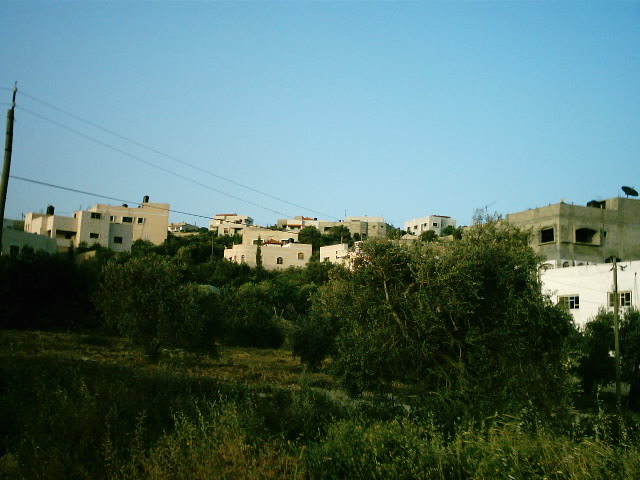 صورة لقرية يعبد - فلسطين: : صورة لشجر الزيتون الرومي داخل منطقة الكروم صيف عام 2005