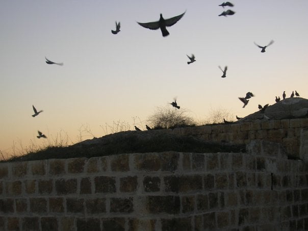 صورة لمدينة عرابه - فلسطين: : العقود