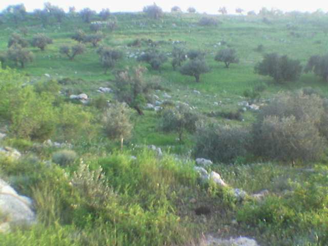 صورة لقرية النزله الشرقيه - فلسطين: : أراضي القرية