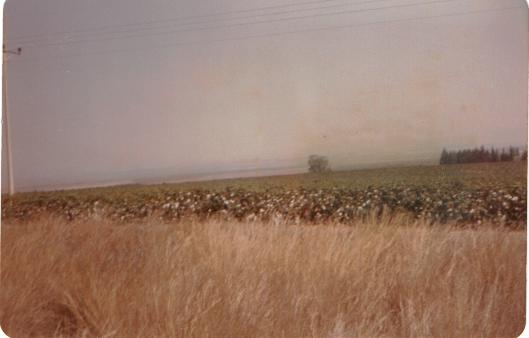 Picture for al-Mansi Village - Palestine: : The farmed lands of Marj Bani Amer in Al-Mansi. (Taken by A.R.J. Al Jundi August, 1986)