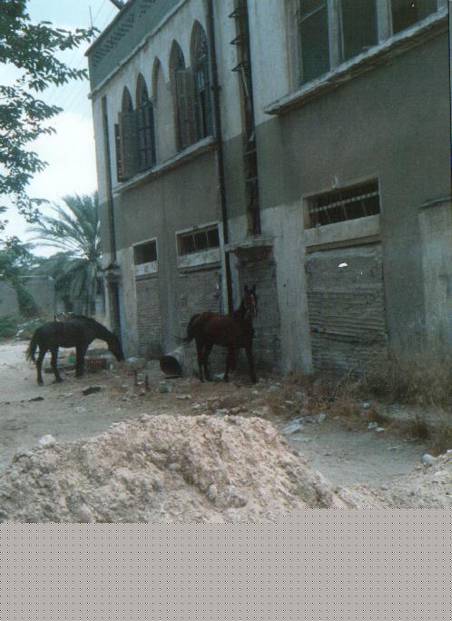 Picture for al-Shaykh Muwannis Village - Palestine: : Abu Kheel Ibraheem looted Green House before reconstructed 1989