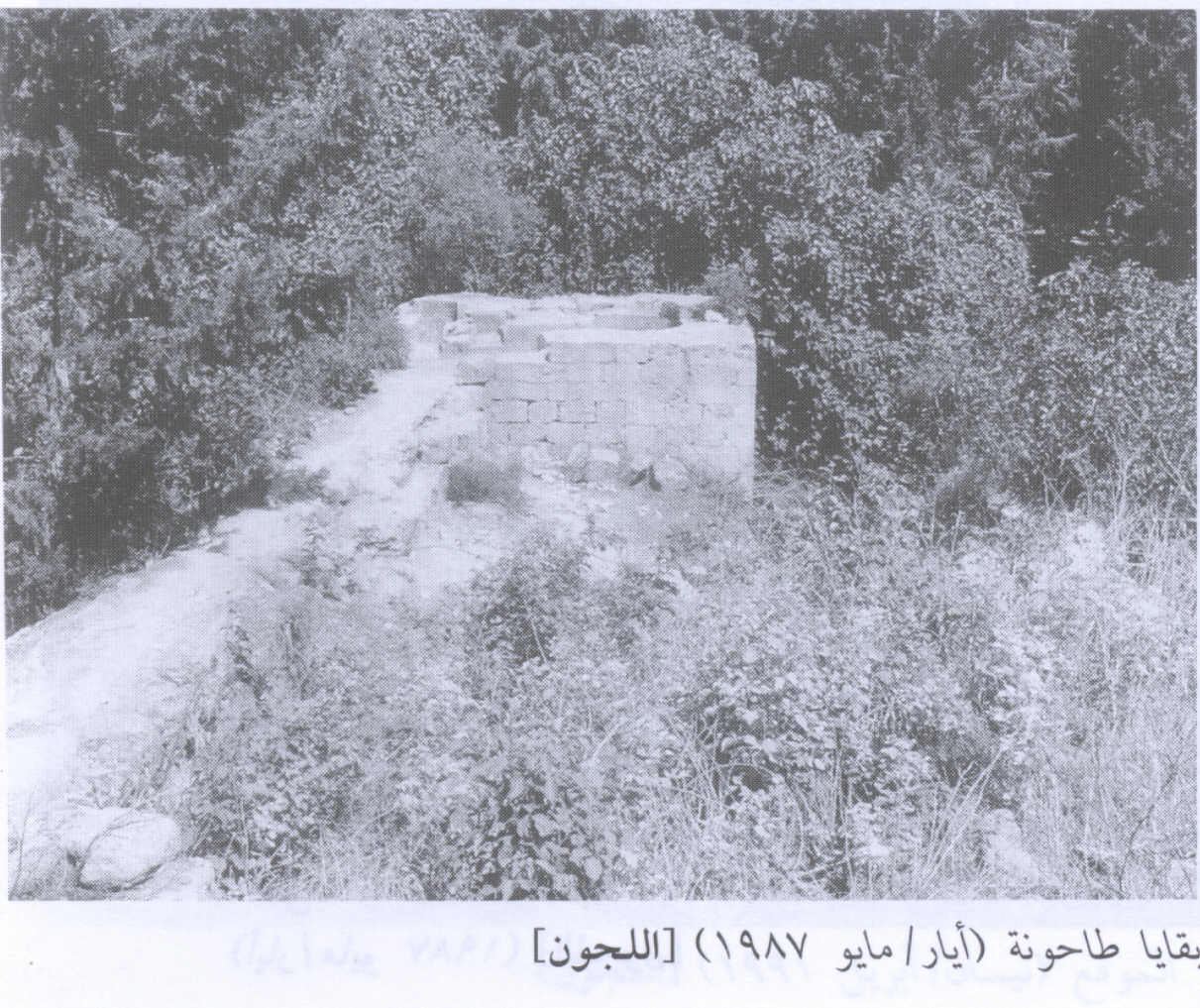 صورة لقرية اللجون - فلسطين: : أنقاض طاحونة القرية المدمرة. 1987