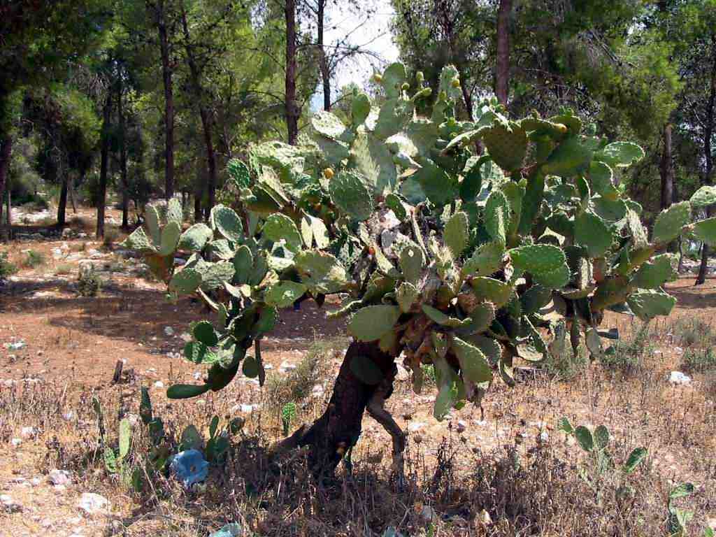 صورة لقرية معلول - فلسطين: : Ripe cactus tree in Ma'lul