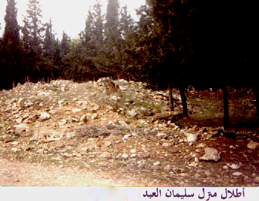 صورة لقرية لوبيا - فلسطين: : أطلال بيت سليمان العبد. 1989